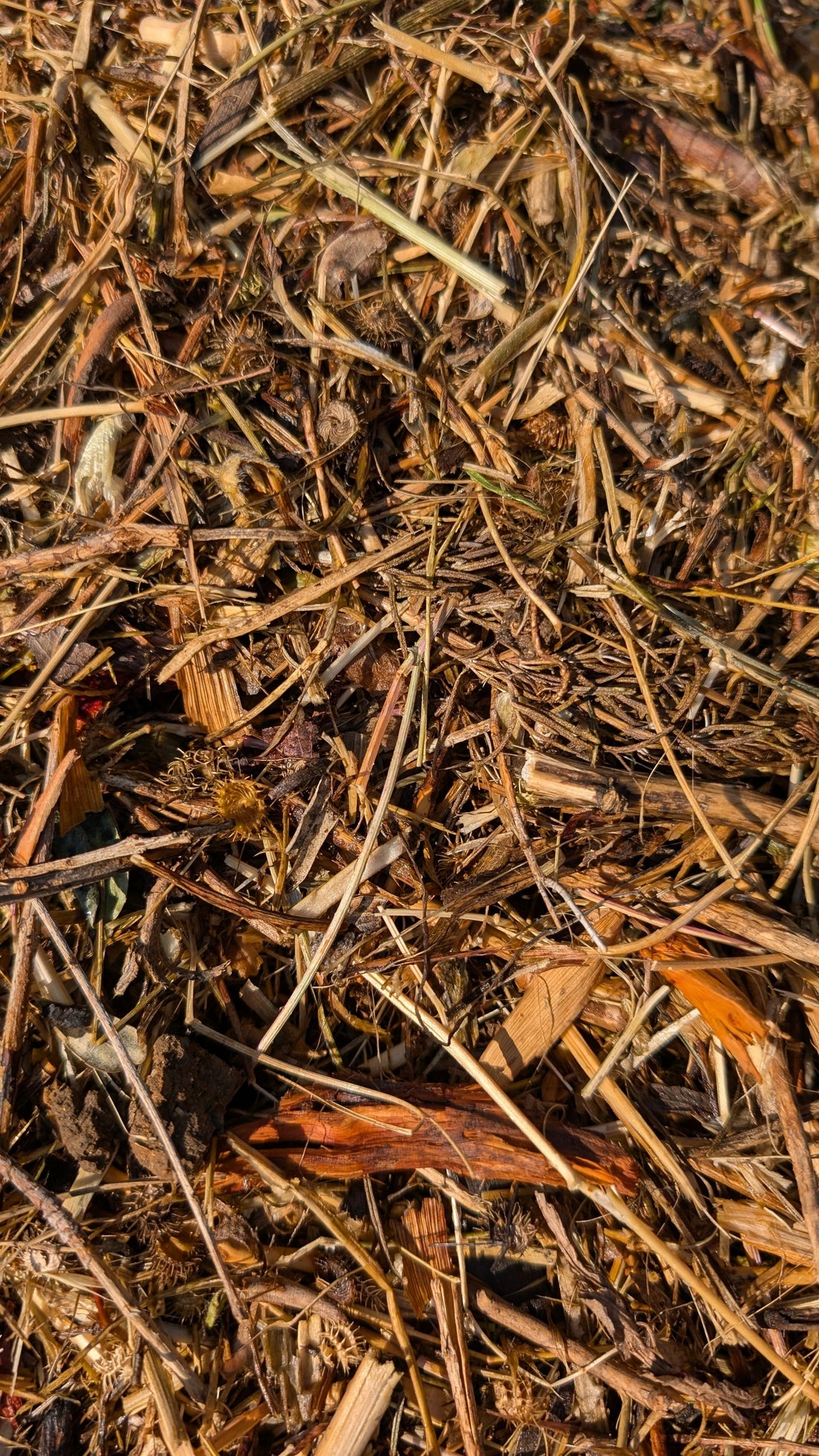 Nurturing Nature: How Regenerative Farming Transforms Our Soil at Althaea